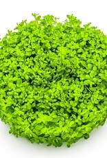 Tropica 1-2-GROW! Hemianthus callitrichoides 'Cuba'