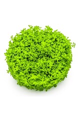 Tropica 1-2-GROW! Hemianthus callitrichoides 'Cuba'