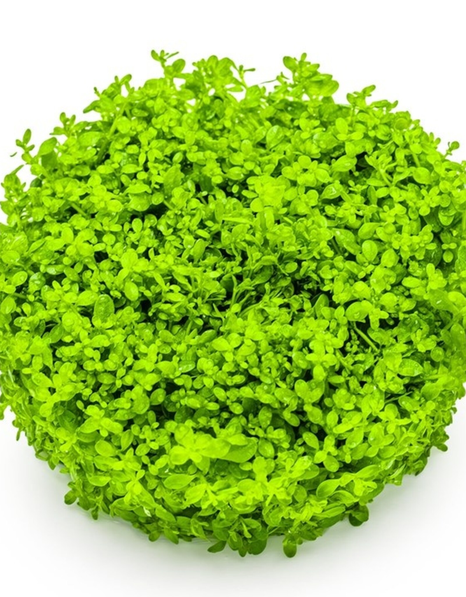 Tropica 1-2-GROW! Hemianthus callitrichoides 'Cuba'