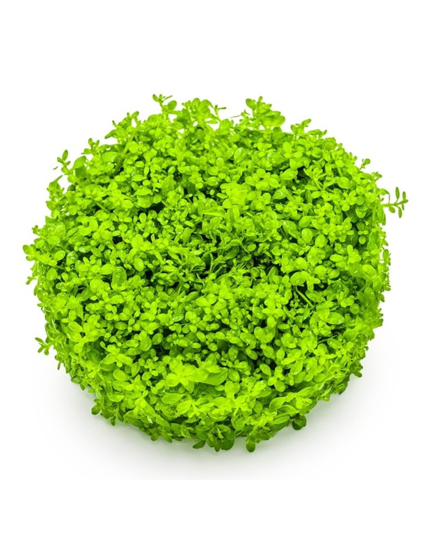 Tropica 1-2-GROW! Hemianthus callitrichoides 'Cuba'
