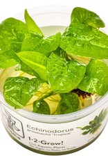 Tropica 1-2-Grow! Echinodorus grisebachii 'Tropica'