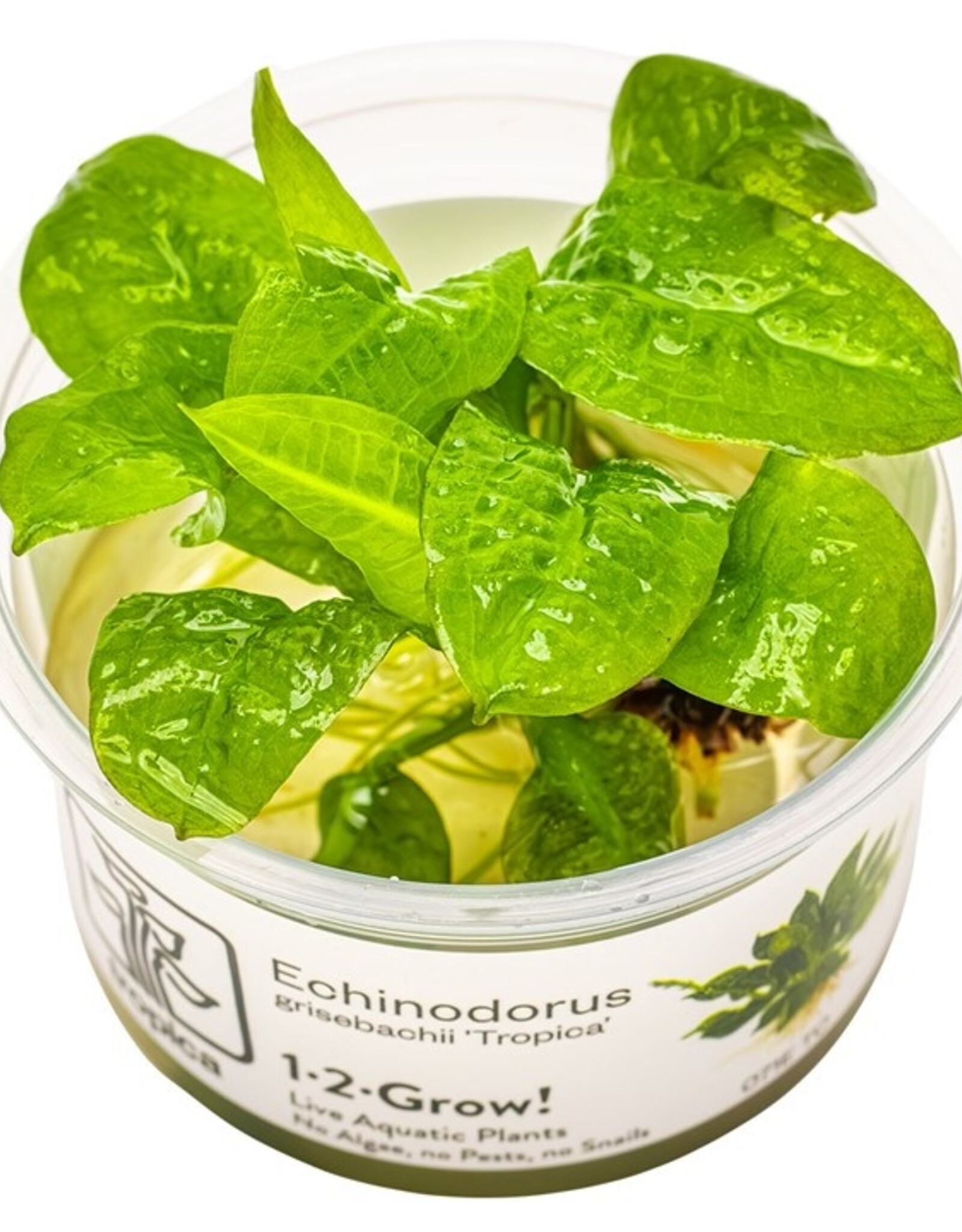 Tropica 1-2-Grow! Echinodorus grisebachii 'Tropica'