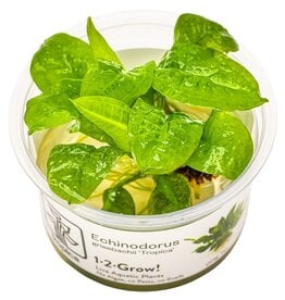 Tropica 1-2-Grow! Echinodorus grisebachii 'Tropica'