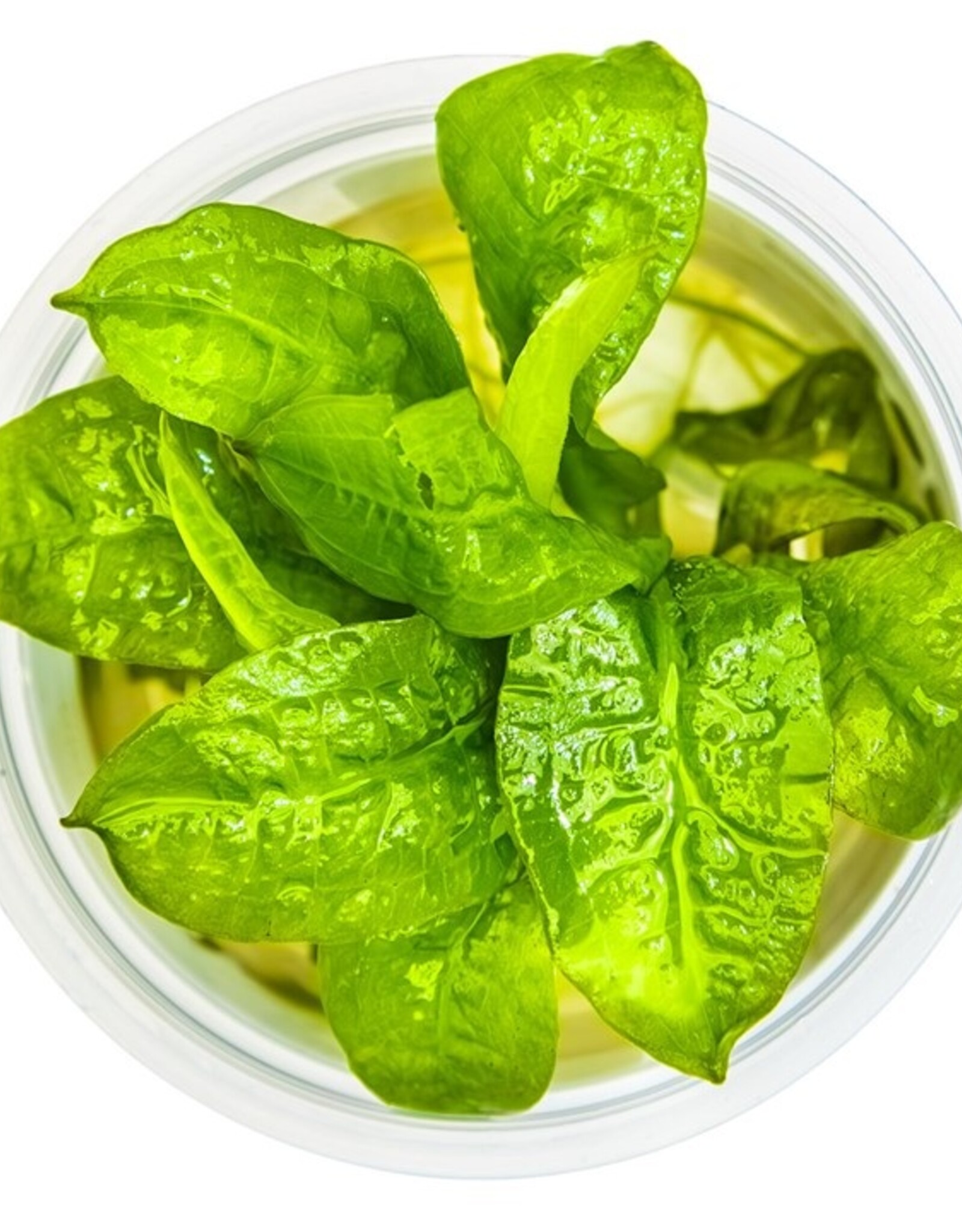 Tropica 1-2-Grow! Echinodorus grisebachii 'Tropica'