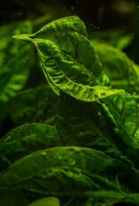 Tropica 1-2-Grow! Echinodorus grisebachii 'Tropica'