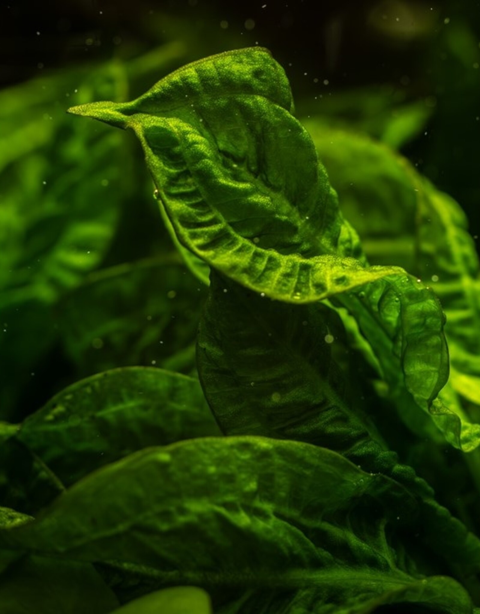 Tropica 1-2-Grow! Echinodorus grisebachii 'Tropica'