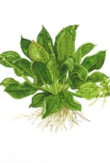 Tropica 1-2-Grow! Echinodorus grisebachii 'Tropica'