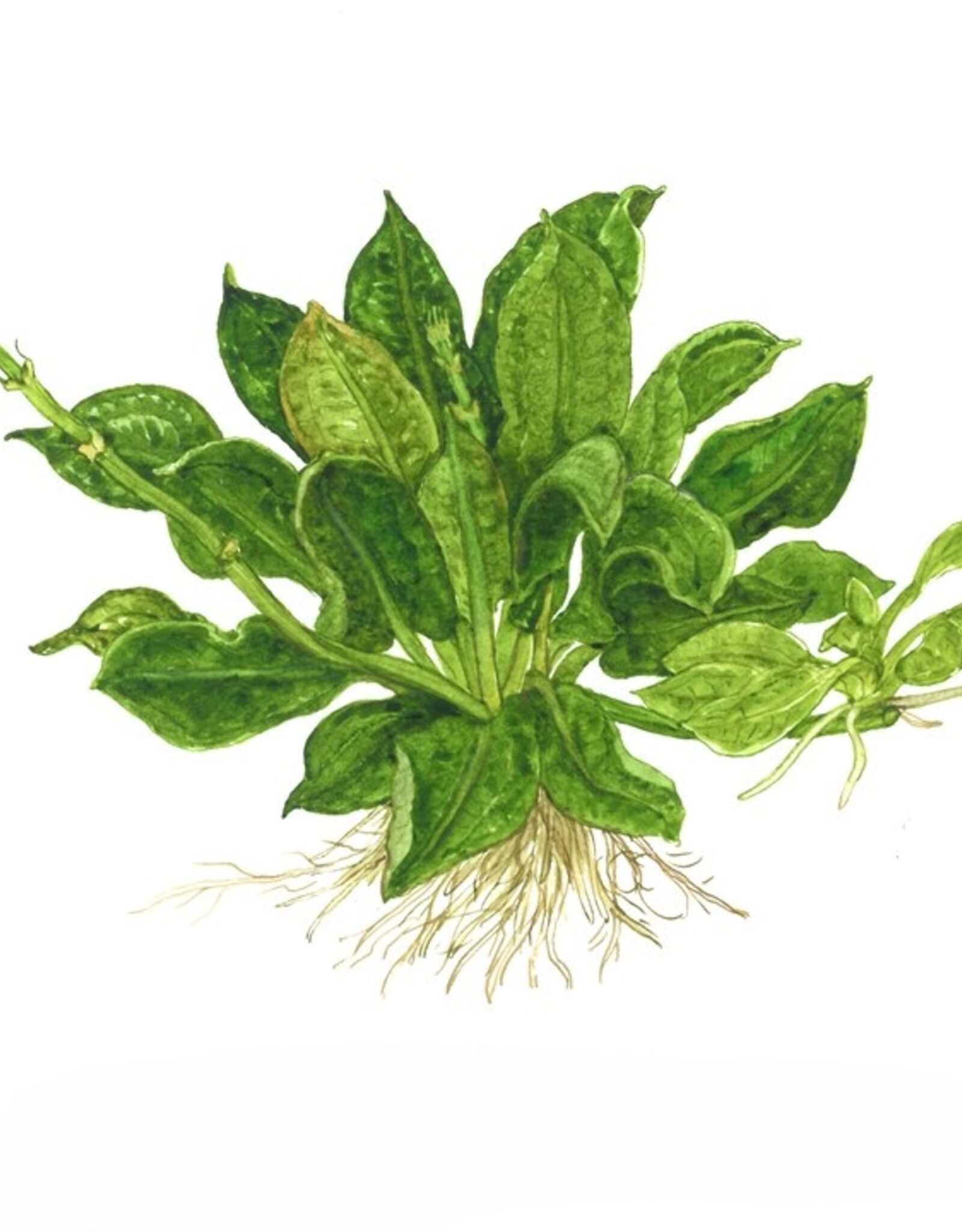 Tropica 1-2-Grow! Echinodorus grisebachii 'Tropica'