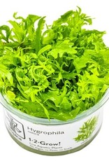 Tropica 1-2-GROW! Hygrophila Odora