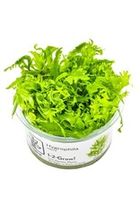 Tropica 1-2-GROW! Hygrophila Odora