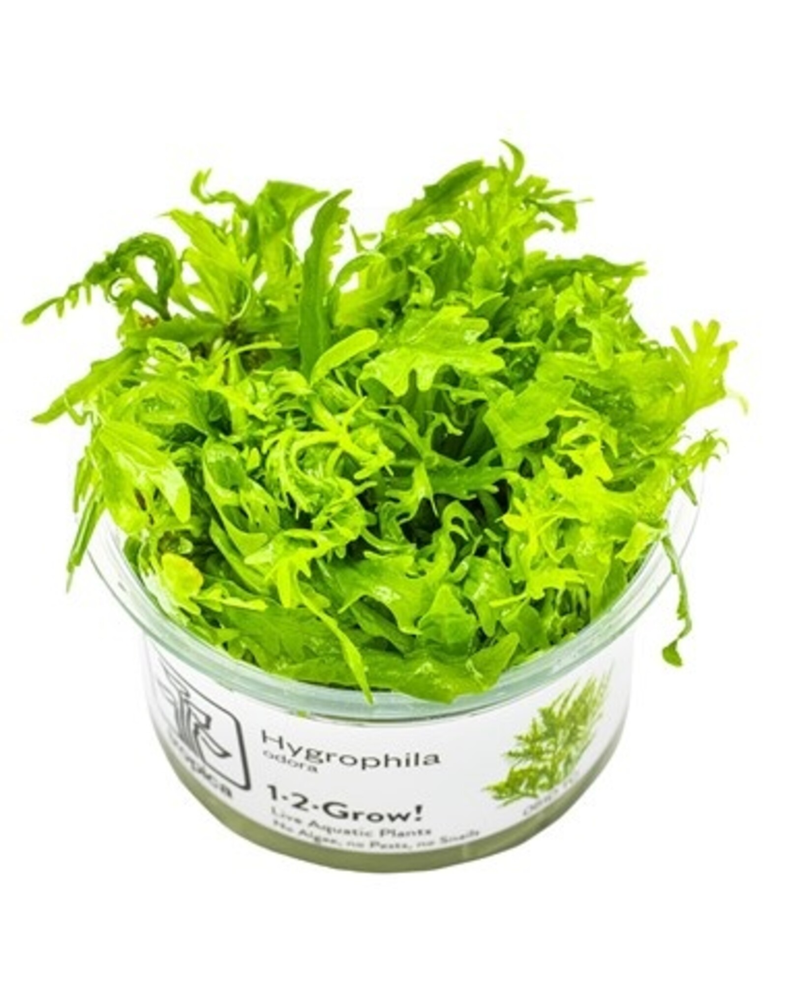 Tropica 1-2-GROW! Hygrophila Odora