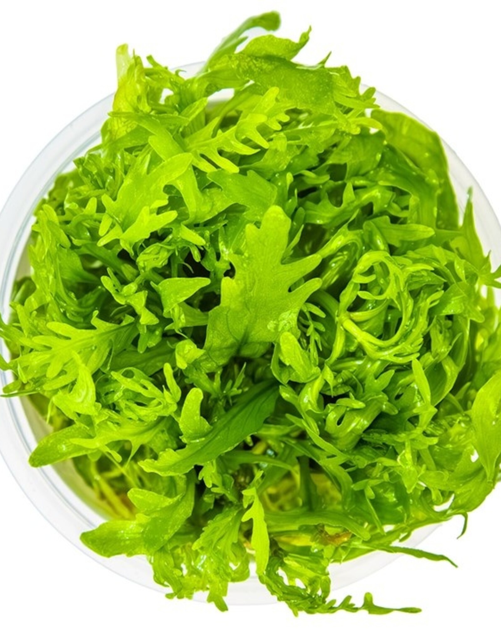 Tropica 1-2-GROW! Hygrophila Odora