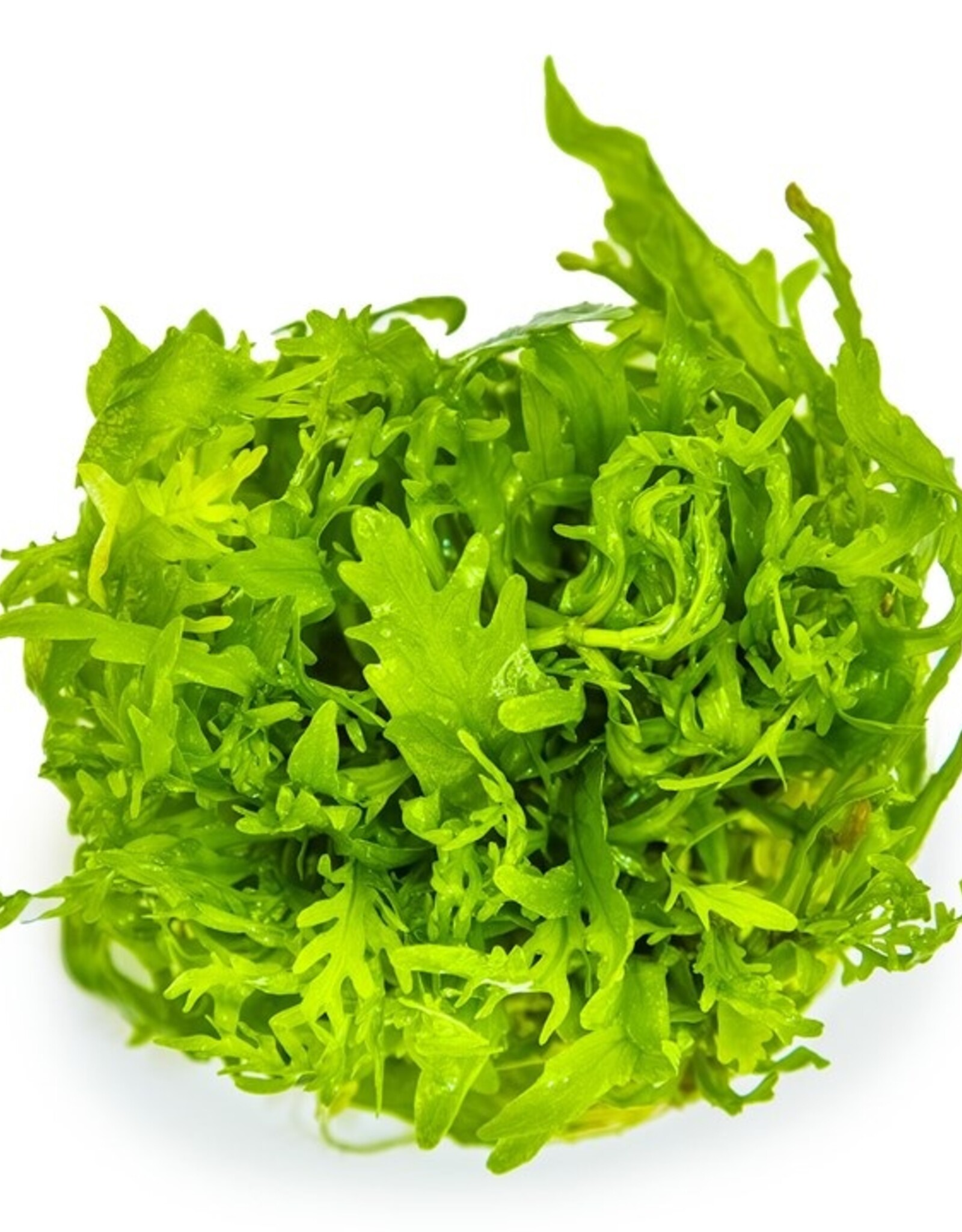 Tropica 1-2-GROW! Hygrophila Odora