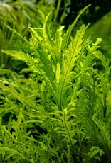 Tropica 1-2-GROW! Hygrophila Odora