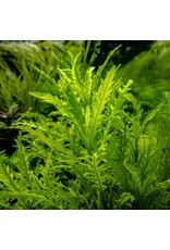 Tropica 1-2-GROW! Hygrophila Odora