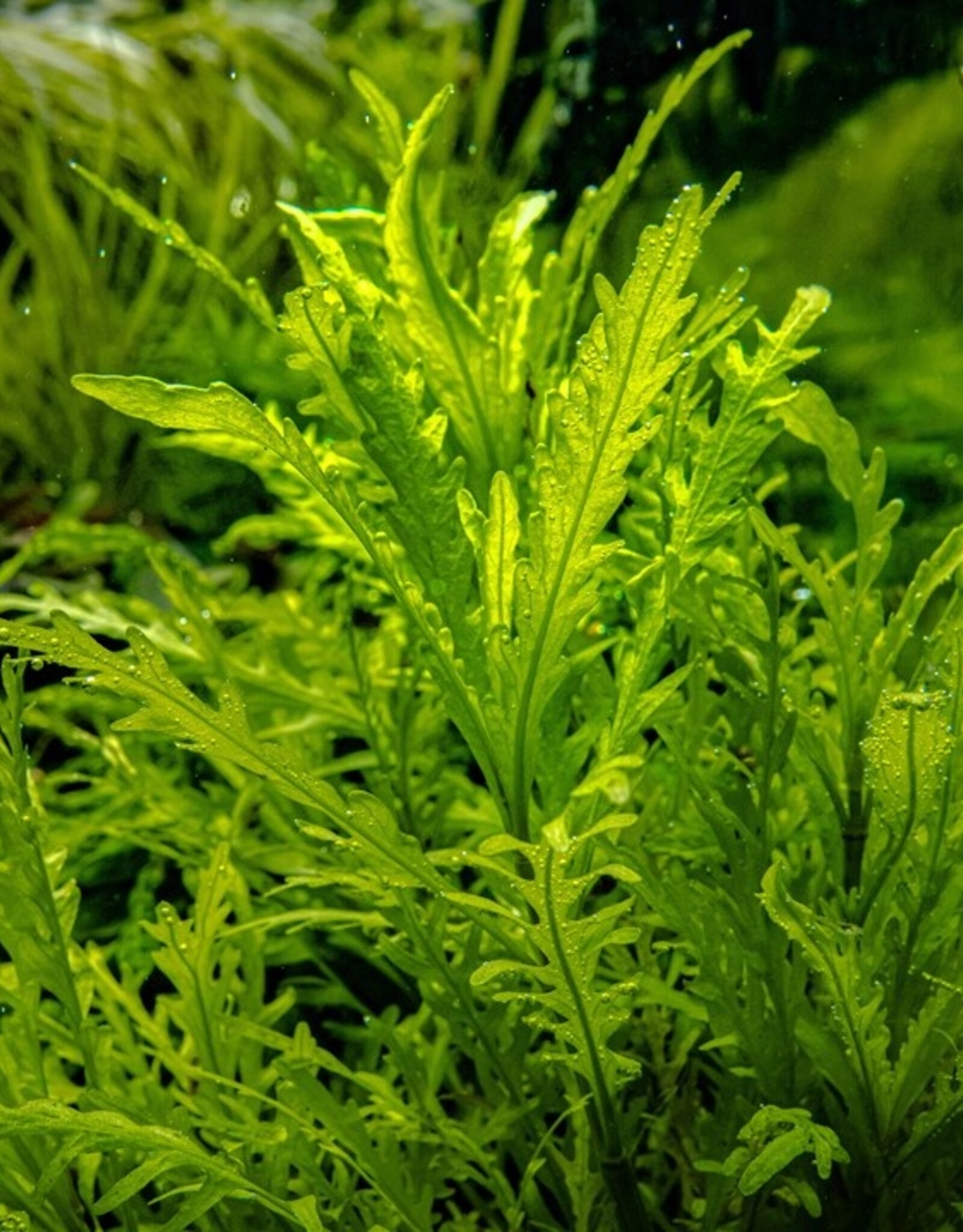 Tropica 1-2-GROW! Hygrophila Odora