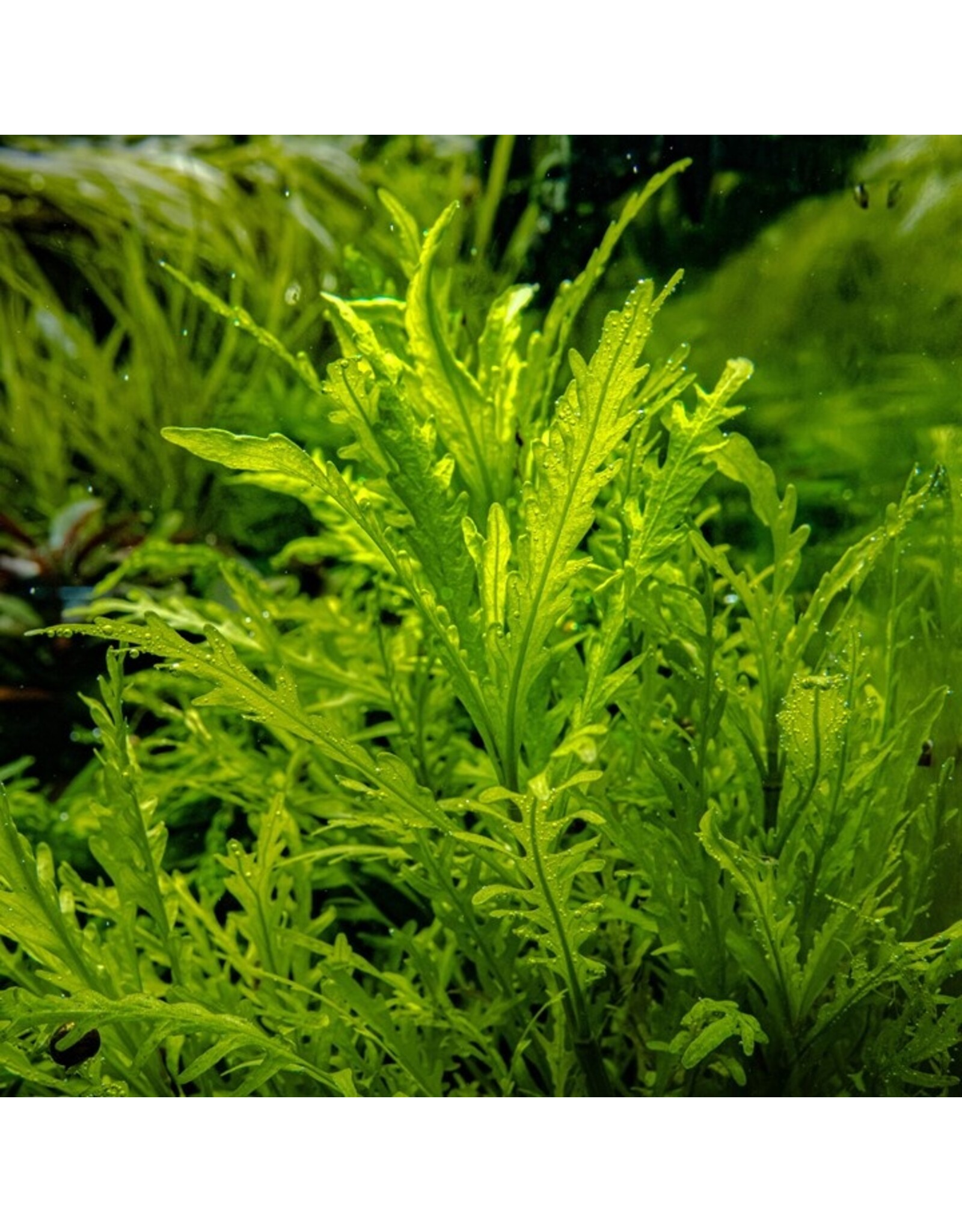 Tropica 1-2-GROW! Hygrophila Odora