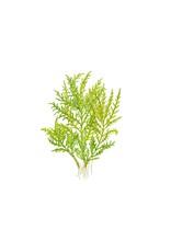 Tropica 1-2-GROW! Hygrophila Odora