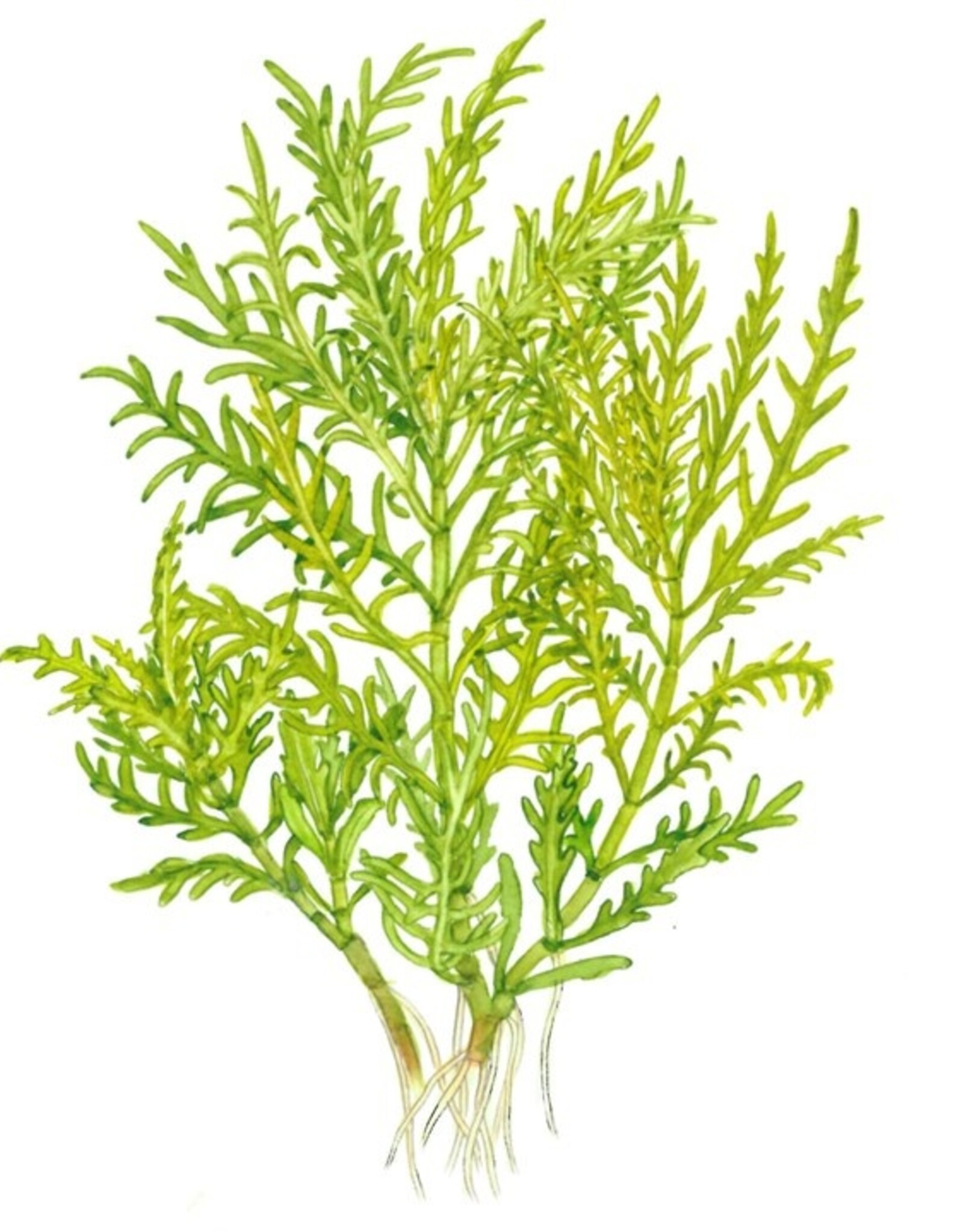 Tropica 1-2-GROW! Hygrophila Odora