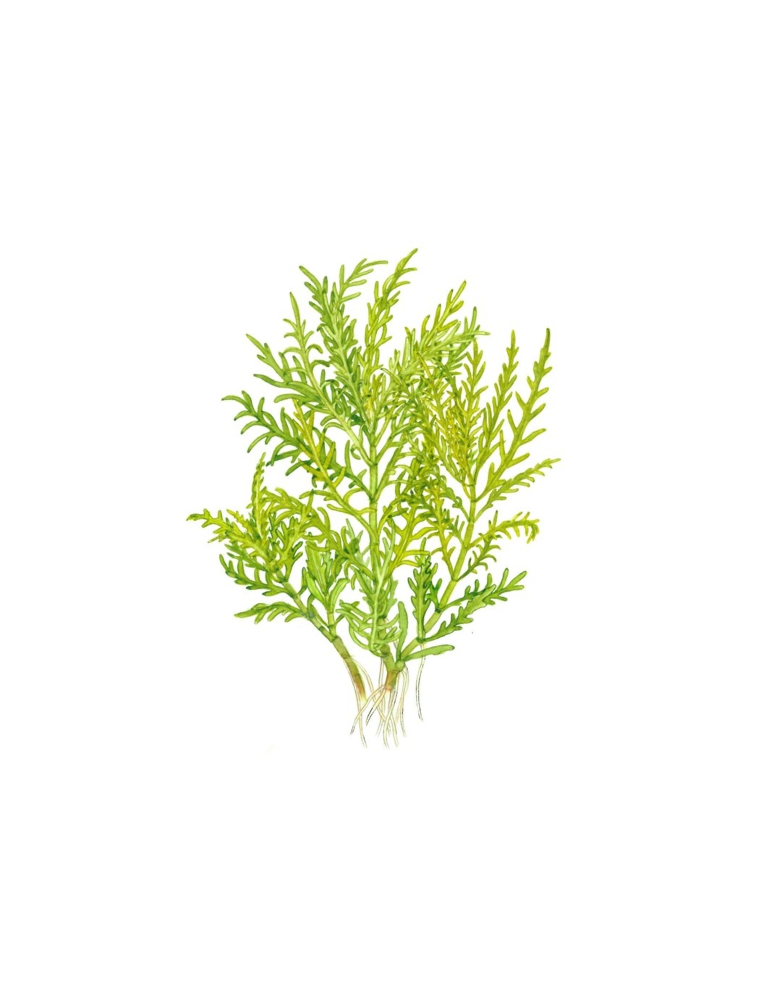 Tropica 1-2-GROW! Hygrophila Odora