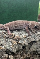 AFRICAN FAT-TAILED GECKO - Patternless - Hatched Spring 2024
