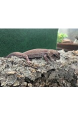AFRICAN FAT-TAILED GECKO - Patternless - Hatched Spring 2024