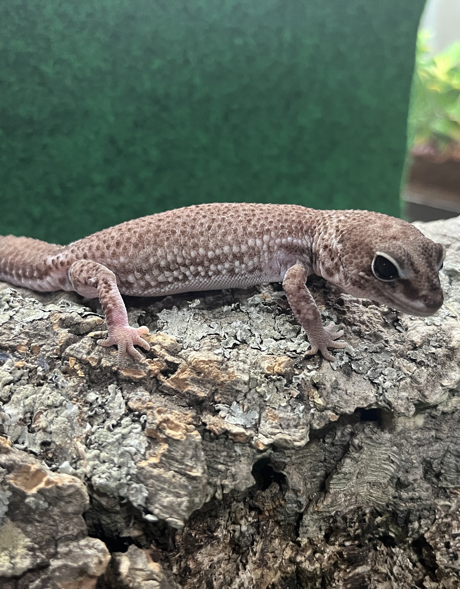 AFRICAN FAT-TAILED GECKO - Patternless - Hatched Spring 2024
