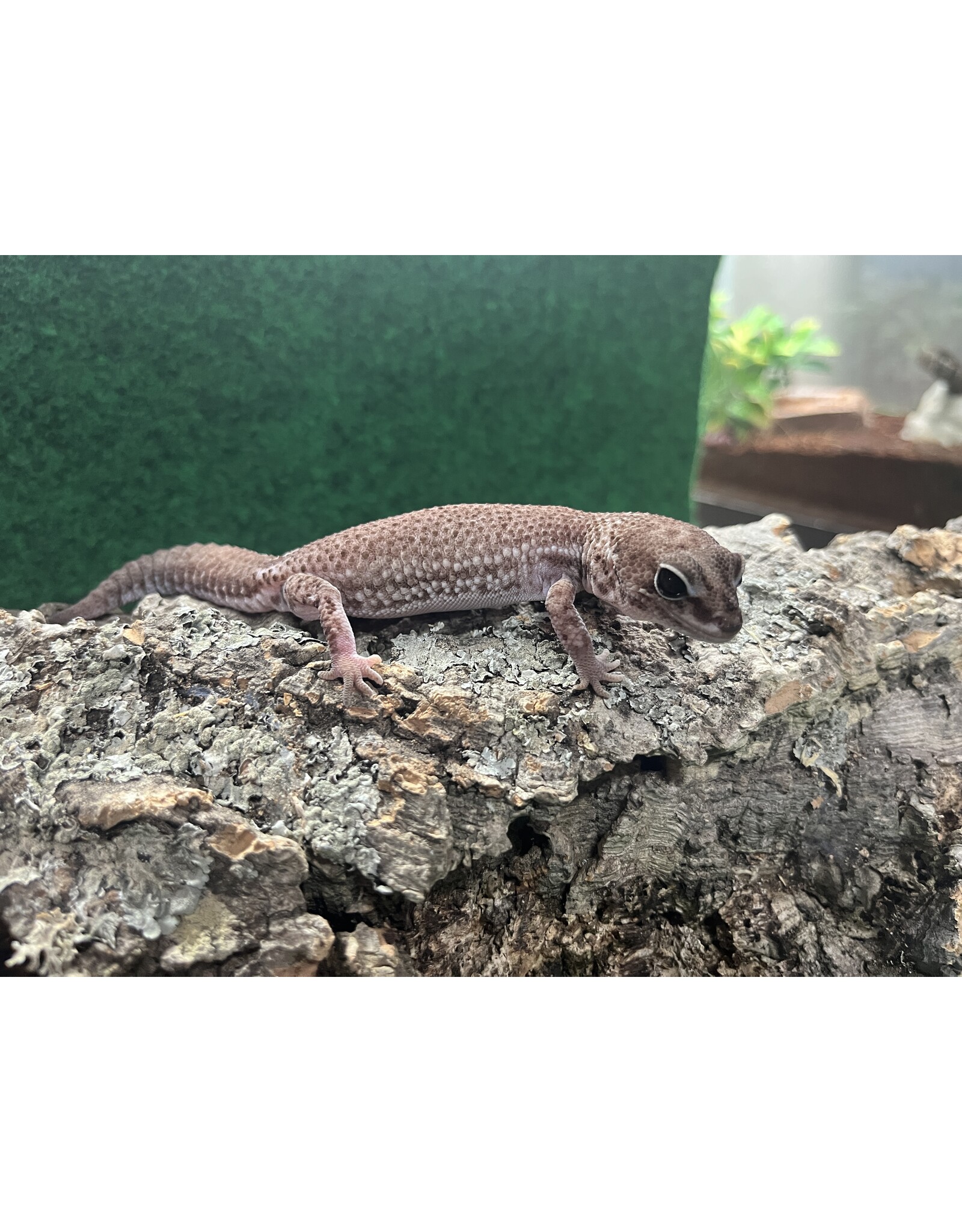 AFRICAN FAT-TAILED GECKO - Patternless - Hatched Spring 2024