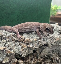AFRICAN FAT-TAILED GECKO - Patternless - Hatched Spring 2024