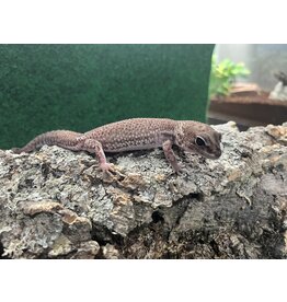 AFRICAN FAT-TAILED GECKO - Patternless - Hatched Spring 2024