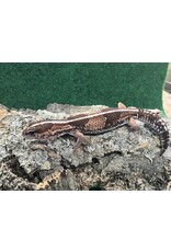 AFRICAN FAT-TAILED GECKO - Normal - Hatched Spring 2024