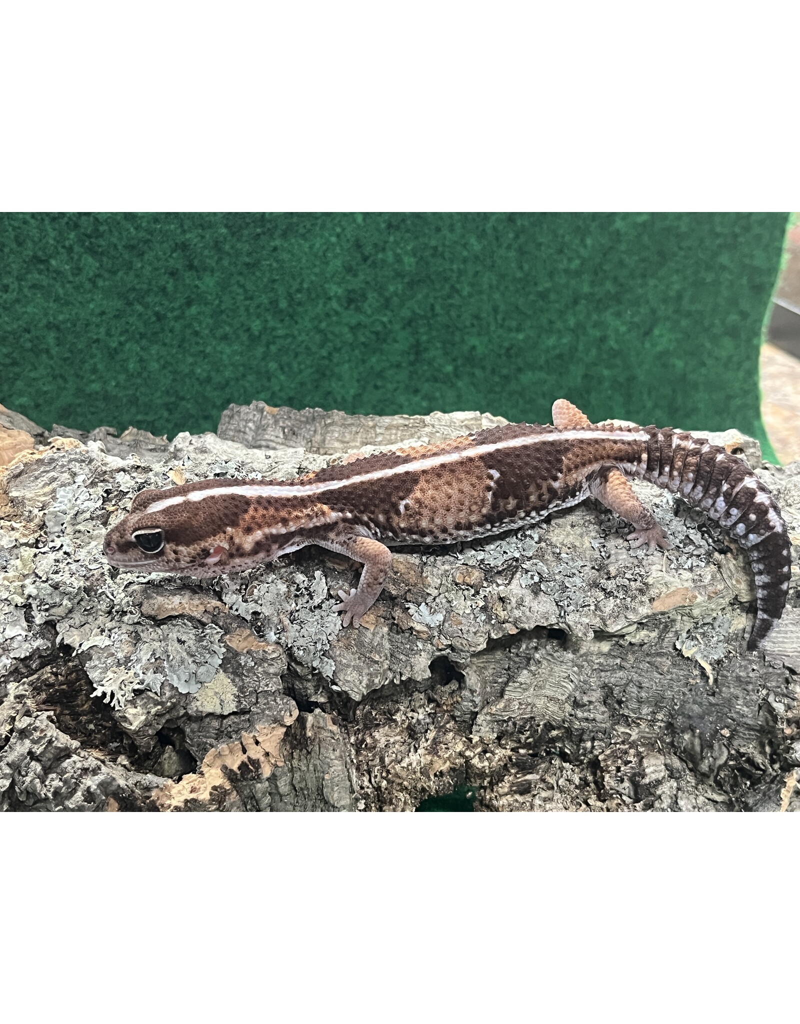 AFRICAN FAT-TAILED GECKO - Normal - Hatched Spring 2024