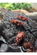 Vampire Crab - Assorted