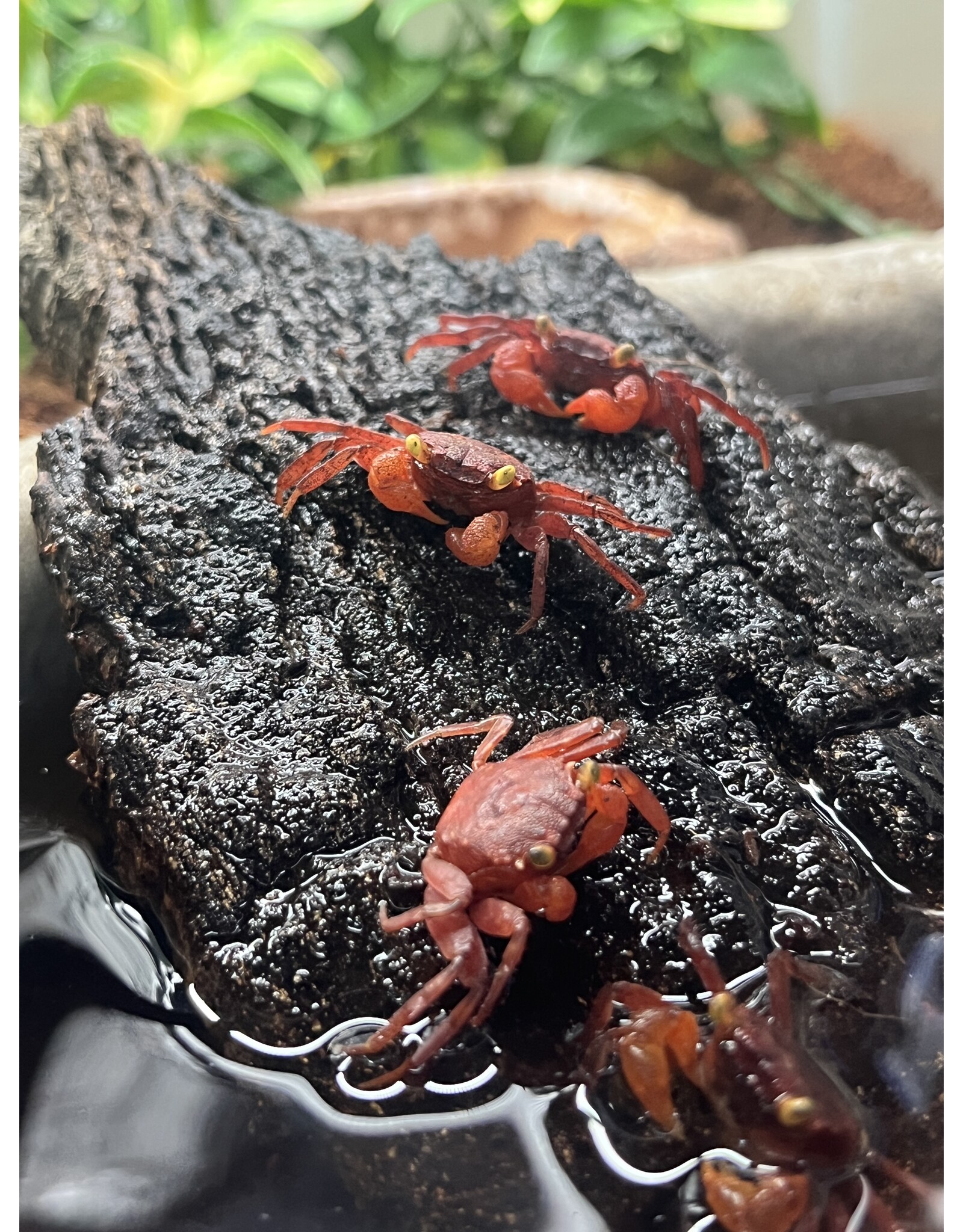Vampire Crab - Assorted
