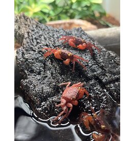 Vampire Crab - Assorted