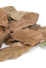 New Cal Pet NEWCAL Water Oak