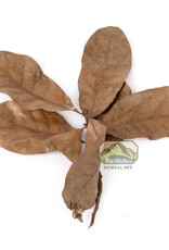 New Cal Pet NEWCAL Water Oak