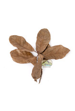New Cal Pet NEWCAL Water Oak