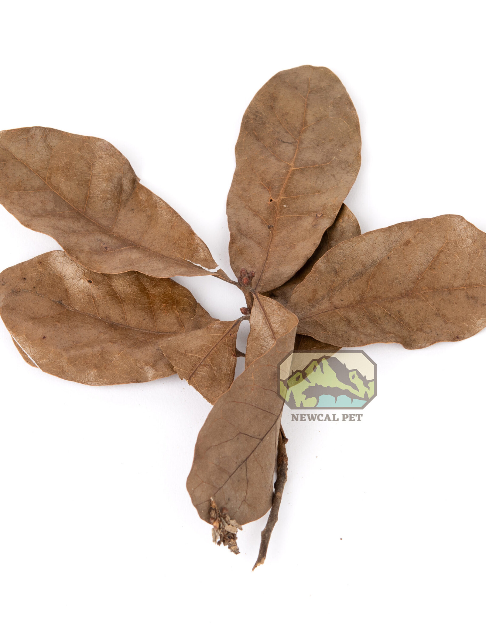 New Cal Pet NEWCAL Water Oak