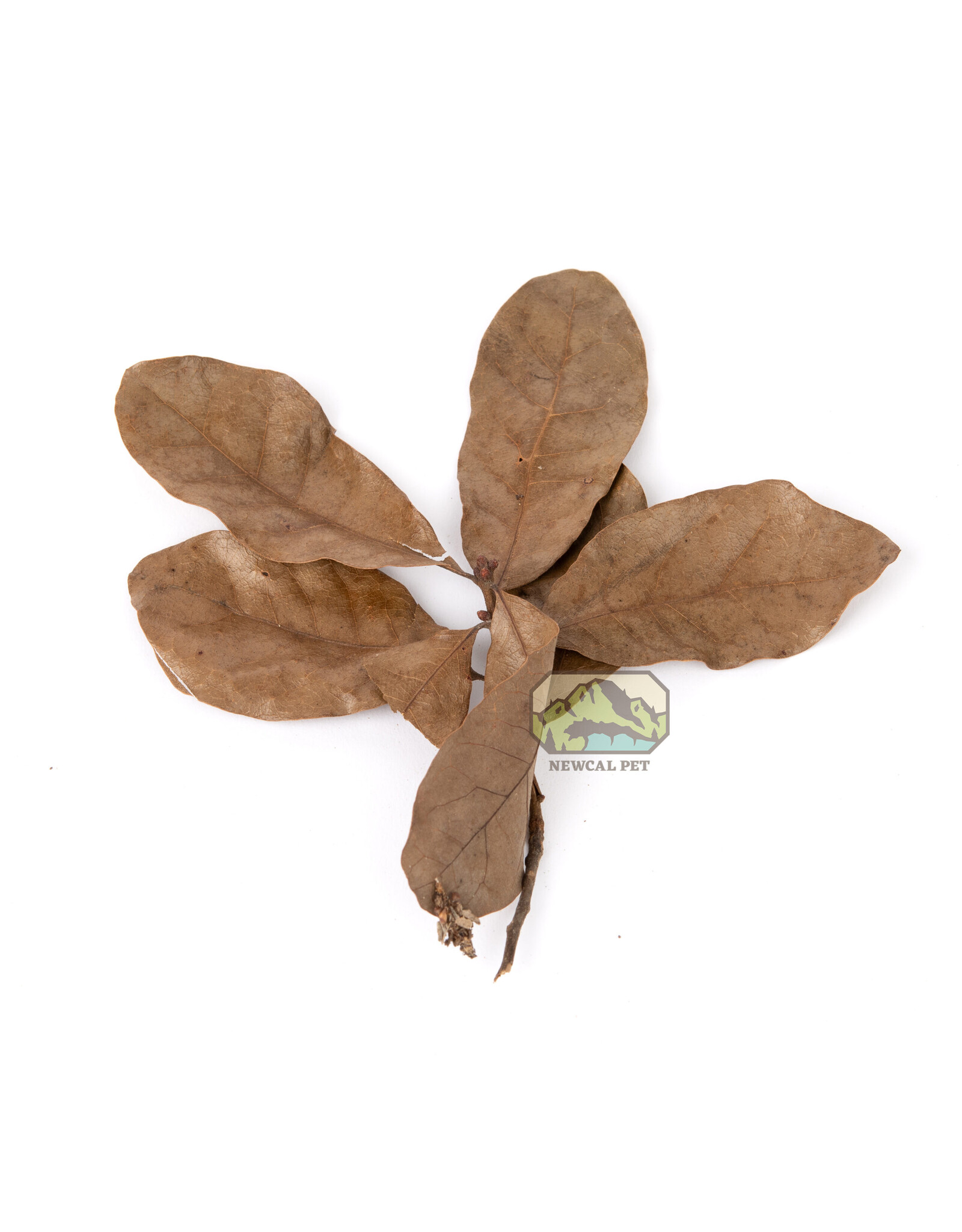 New Cal Pet NEWCAL Water Oak