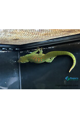 GIANT DAY GECKO - Phelsuma grandis - Hatched Summer 2024 Possible Female