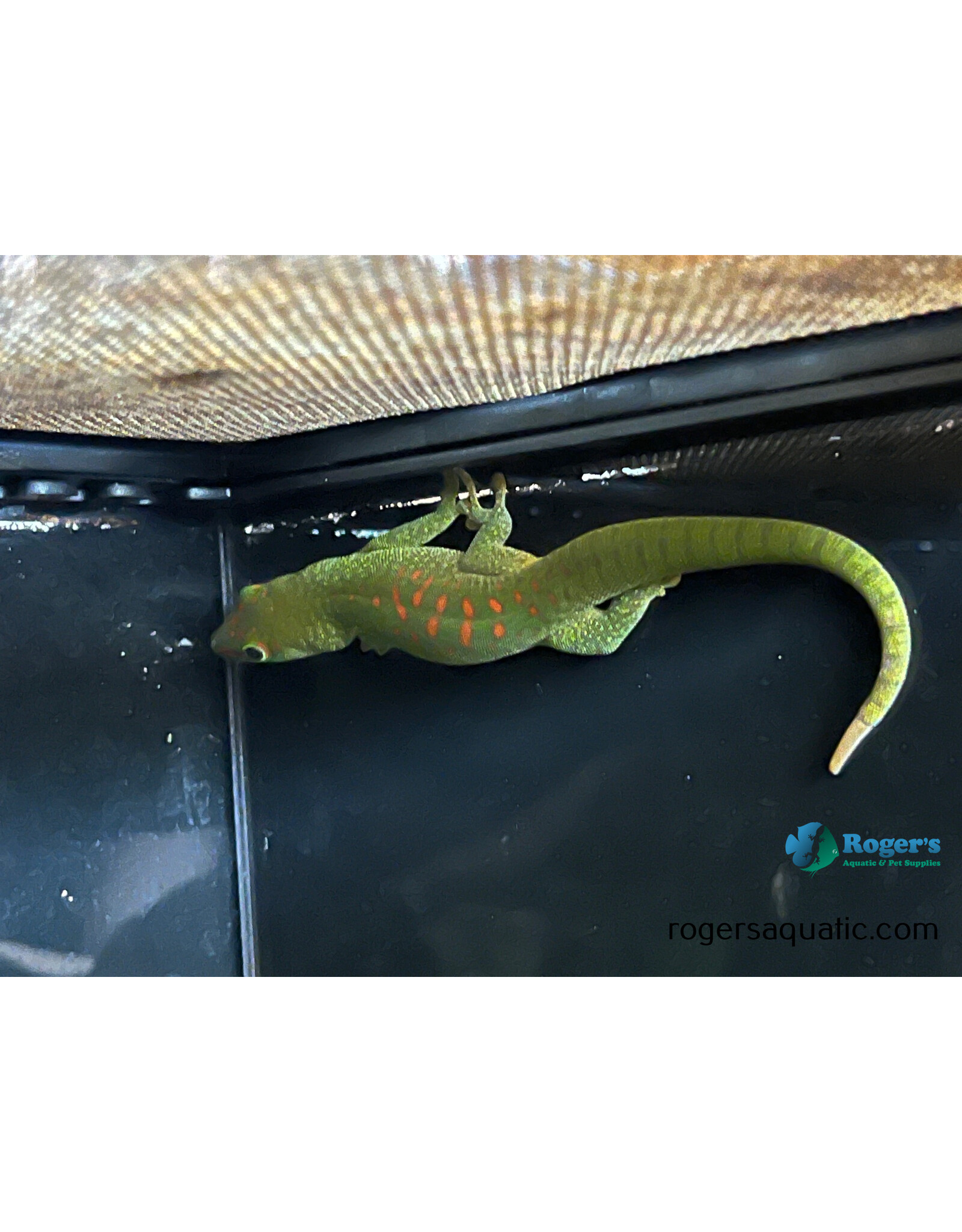 GIANT DAY GECKO - Phelsuma grandis - Hatched Summer 2024 Possible Female