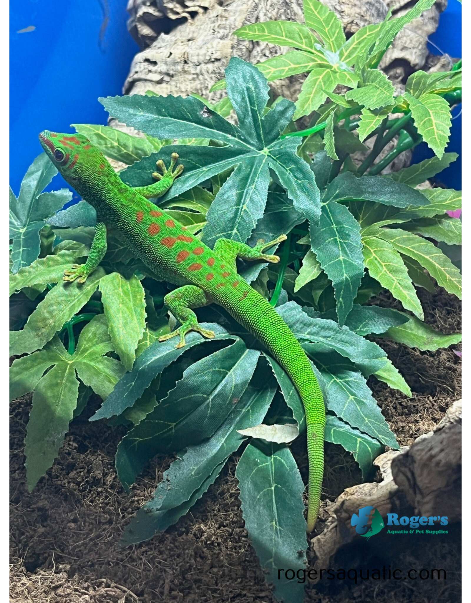 GIANT DAY GECKO - Phelsuma grandis - Hatched Summer 2024 Possible Male