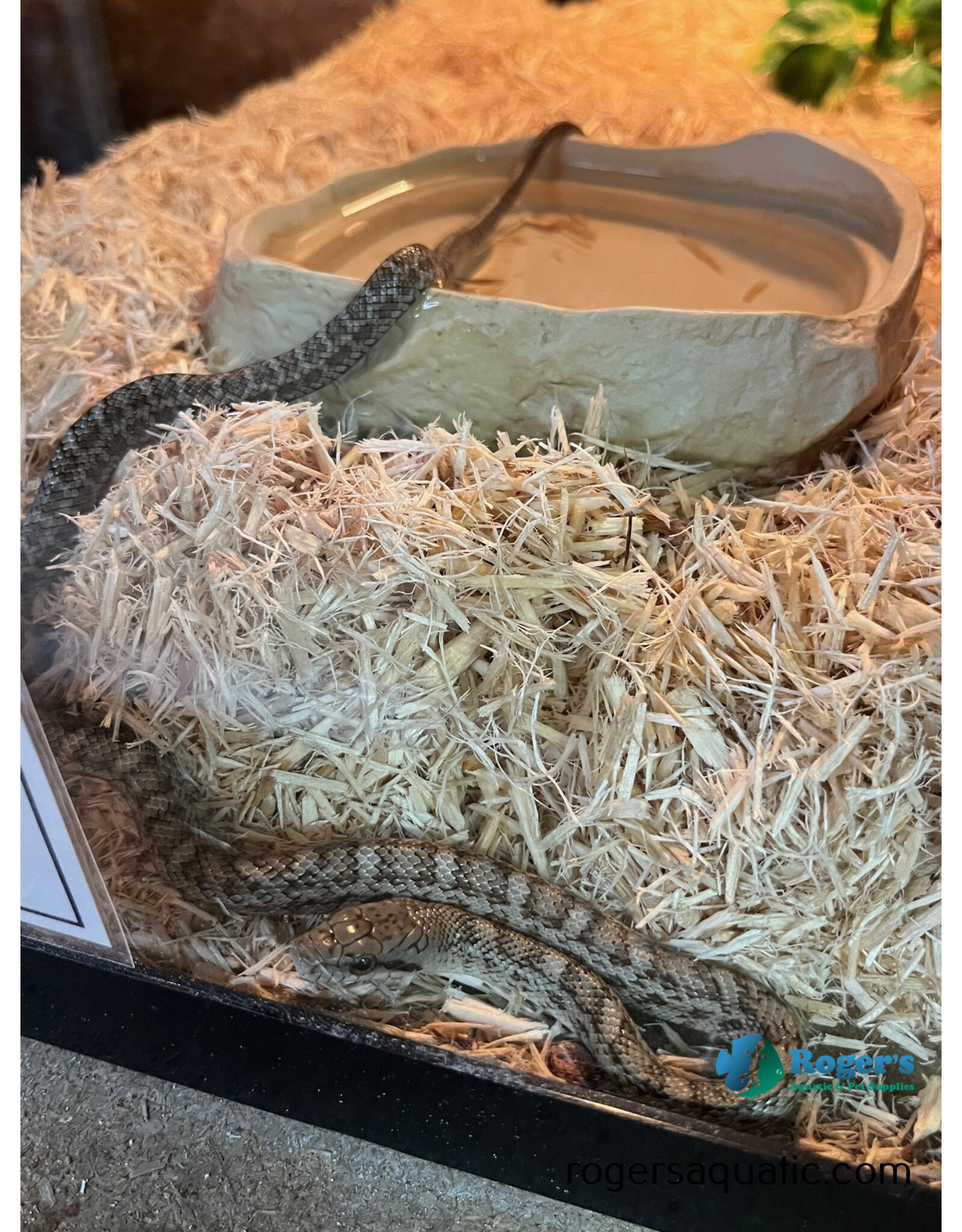 JAPANESE RAT SNAKE - Hatched April 16 in store!