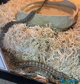 JAPANESE RAT SNAKE - Hatched April 16 in store!