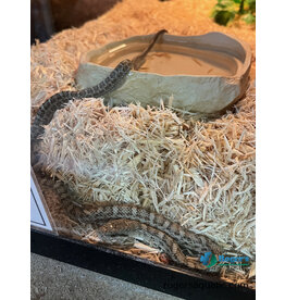 JAPANESE RAT SNAKE - Hatched April 16 in store!