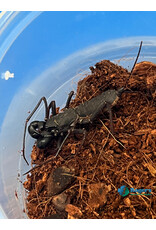 Thai Vinegaroon (Telyphonus Manilanus)