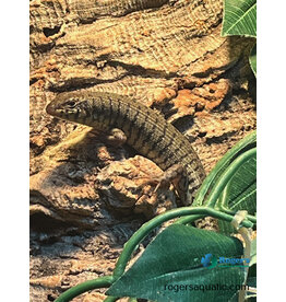 Zebra Skink - Trachylepis dichroma