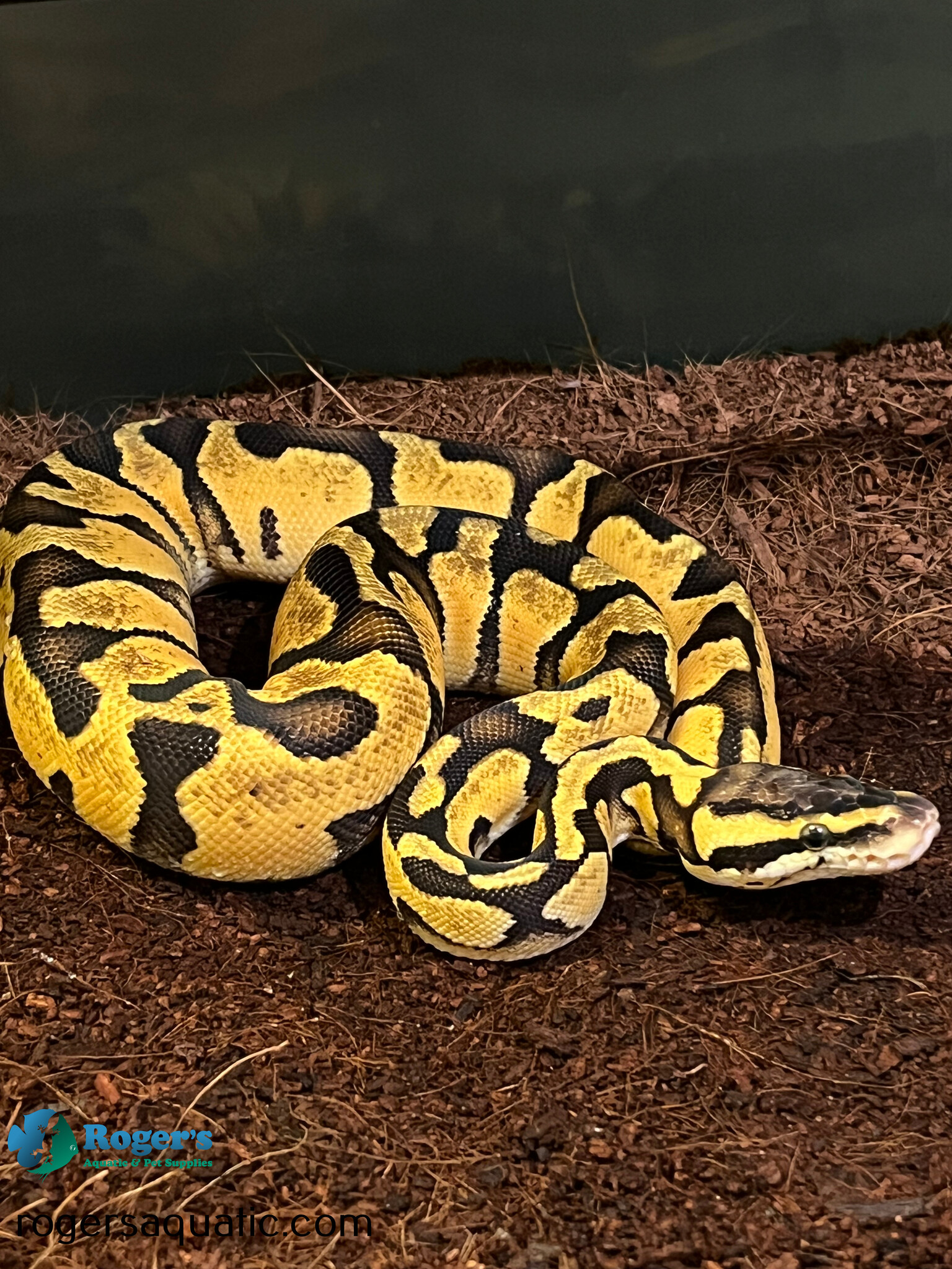 Ball Python Care Guide
