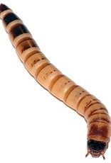 Cherry Creek BULK Superworms